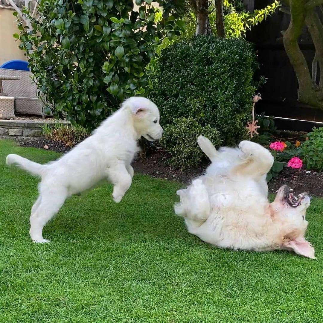 The Blind Golden Retriever Has Its Own Guide Puppy To Help And Have Fun