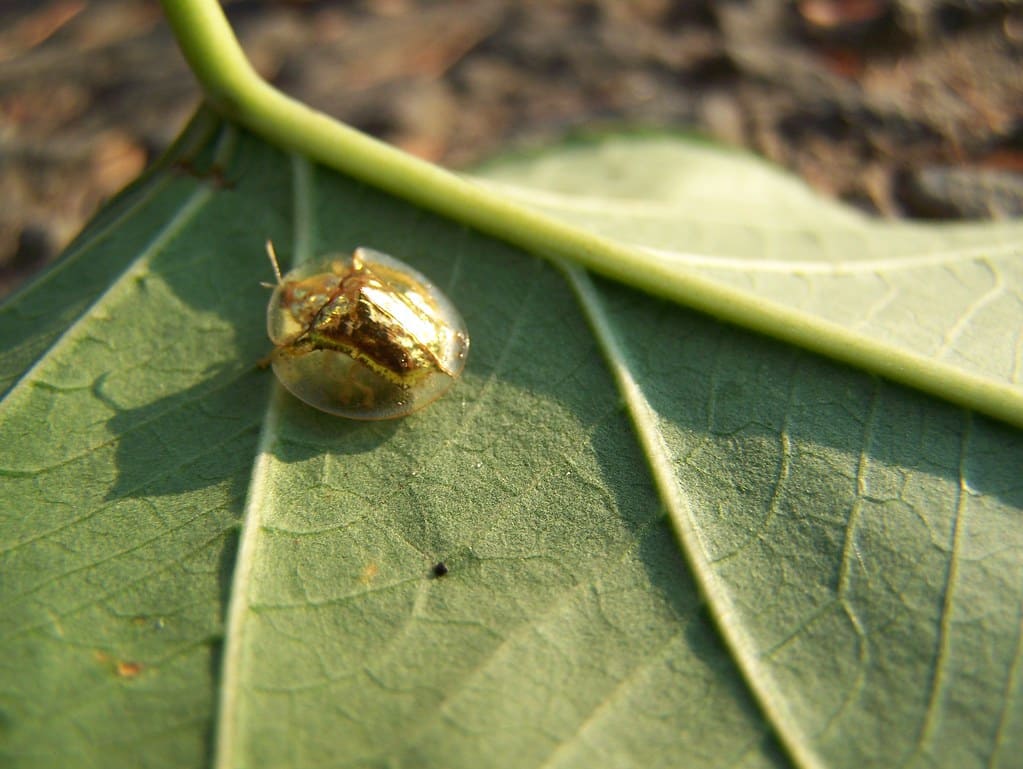 The Golden Tortoise Beetle, one of the most amazing beetles you can see.