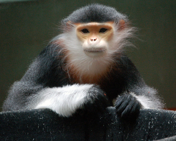 Meet the Red Shanked Dock - the most colorful Primate ever