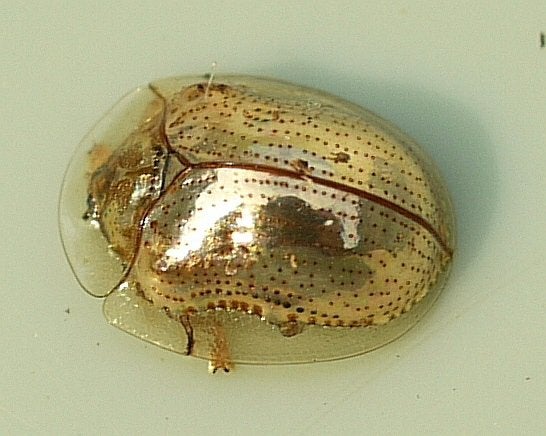 The Golden Tortoise Beetle, one of the most amazing beetles you can see.