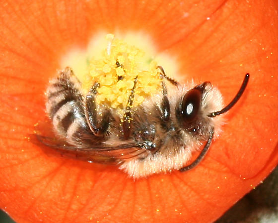 I can't believe there's a bee that sleeps in flowers and it's as cute as it sounds