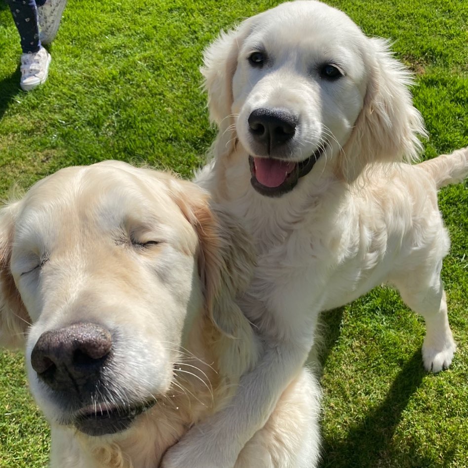 The Blind Golden Retriever Has Its Own Guide Puppy To Help And Have Fun