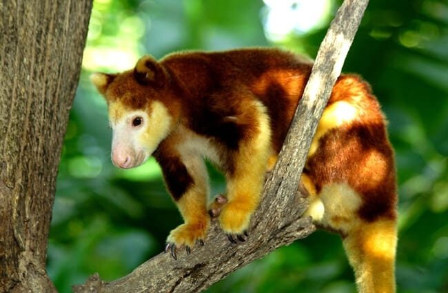 Learn the cute tree - the kangaroo, an animal you may never have heard of