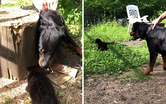 A panther rejected his child, and now he is growing up with a kind woman and her Rottweiler