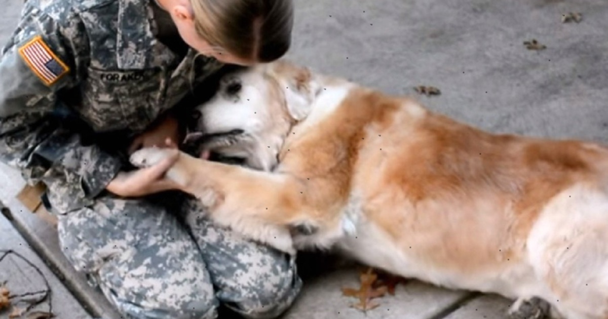 The old dog cries for joy when he sees his best friend returning from the army