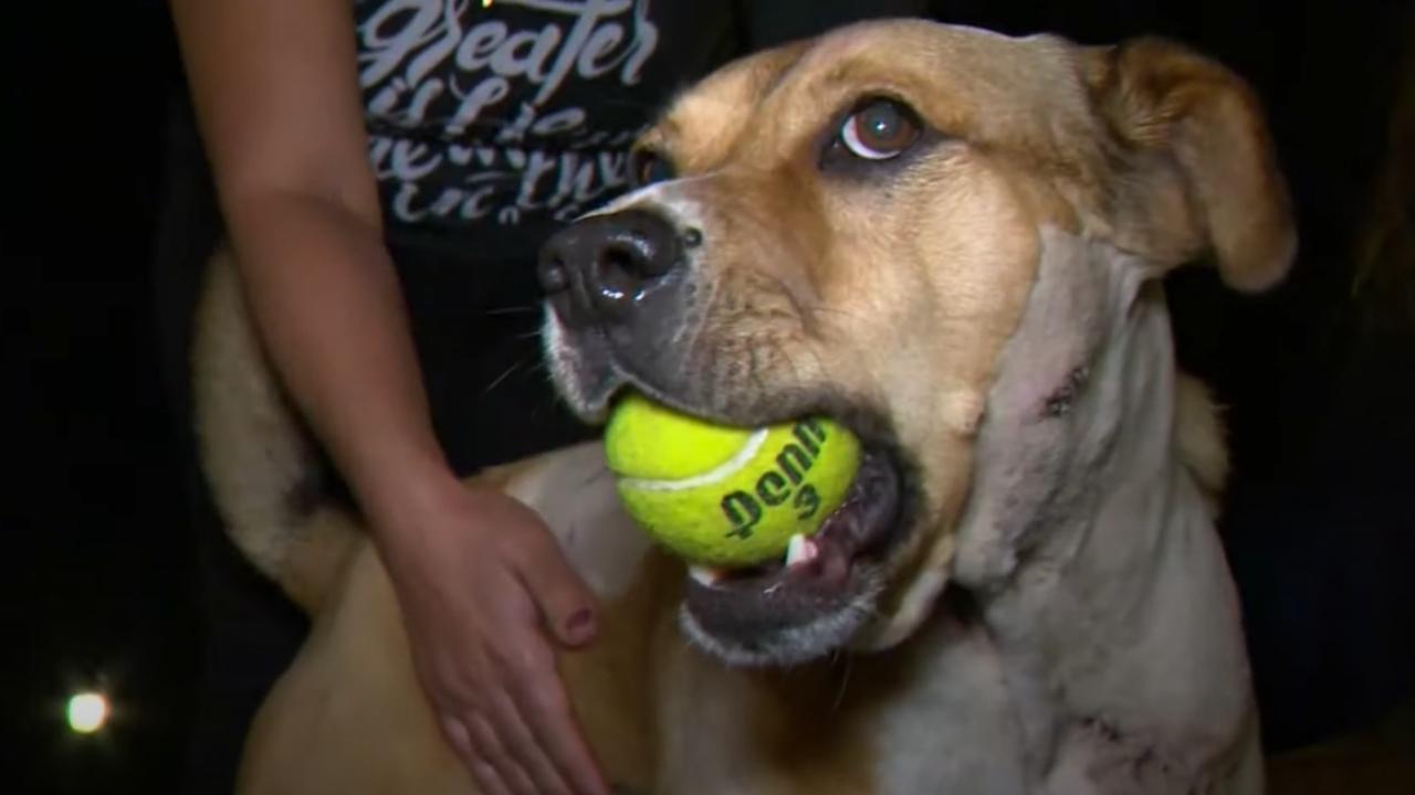 The brave dog chases the mountain lion to protect his family.