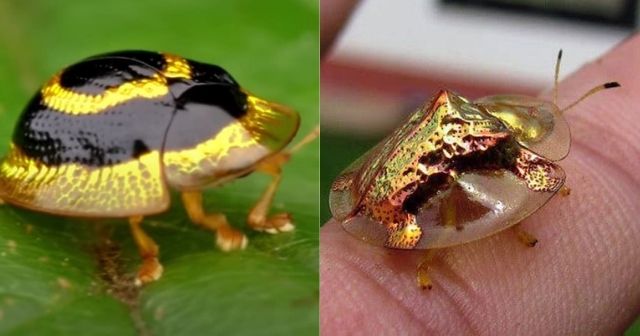 The Golden Tortoise Beetle, one of the most amazing beetles you can see