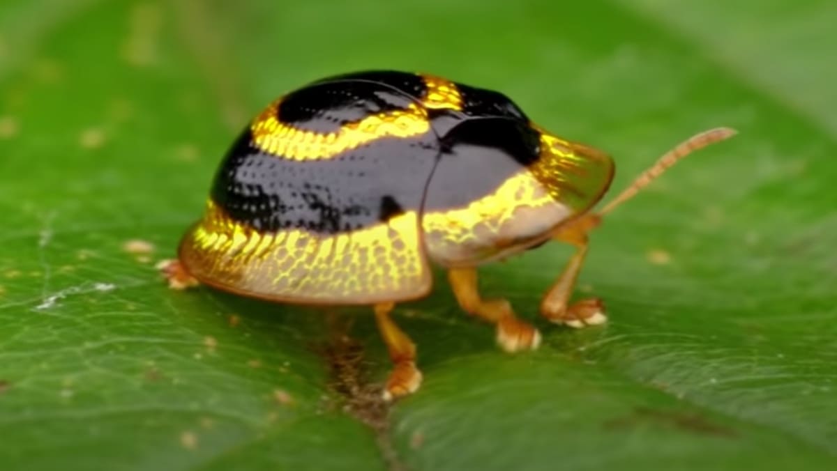 The Golden Tortoise Beetle, one of the most amazing beetles you can see.