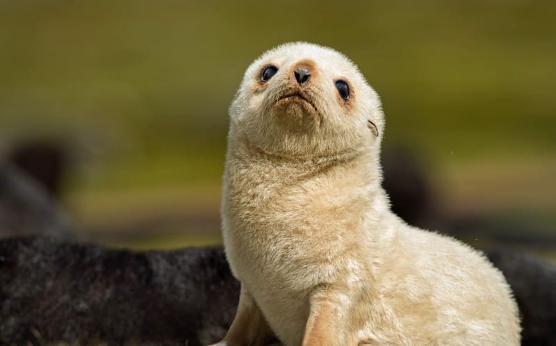 Extremely rare blonde baby seals found in the islands of South Georgia.