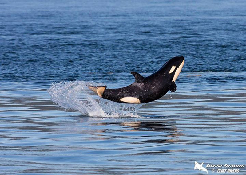 Meet J50 – “The World’s Happiest Baby Orca”