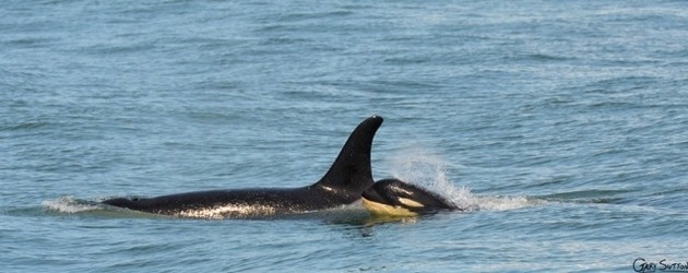 Meet J50 - "The World's Happiest Baby Orca"