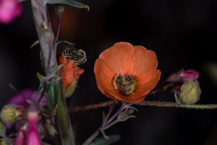 I can't believe there's a bee that sleeps in flowers and it's as cute as it sounds