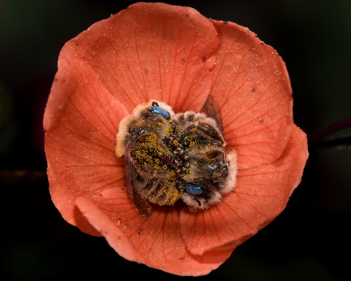 I can't believe there's a bee that sleeps in flowers and it's as cute as it sounds