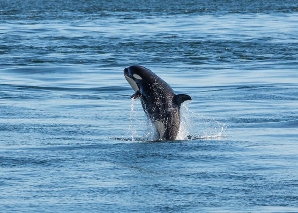 Meet J50 - "The World's Happiest Baby Orca"