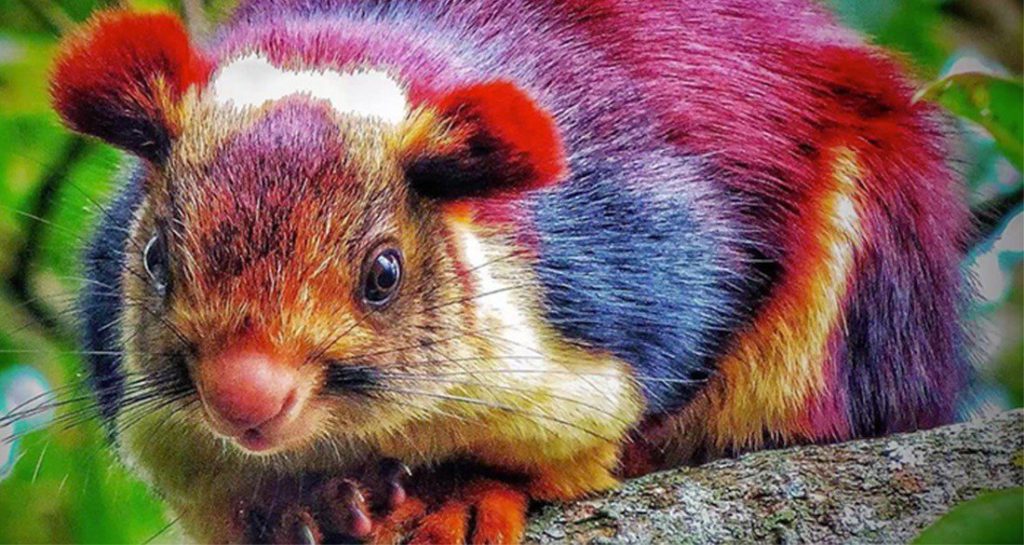 Meet the Indian giant squirrel - almost too beautiful to be real