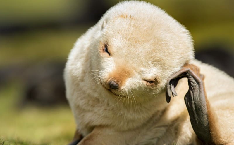 Extremely rare blonde baby seals found in the islands of South Georgia.