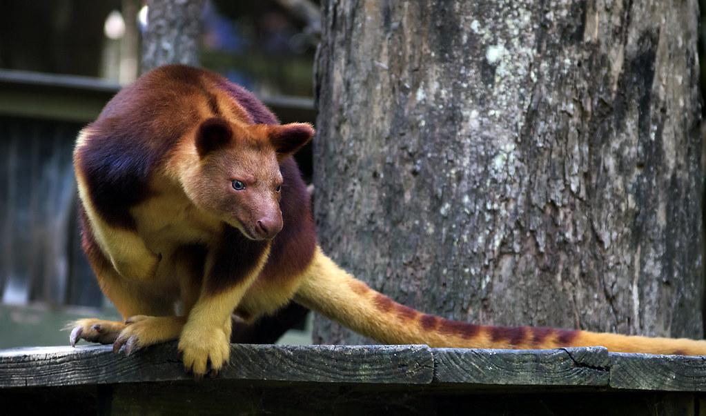 Learn the cute tree - the kangaroo, an animal you may never have heard of