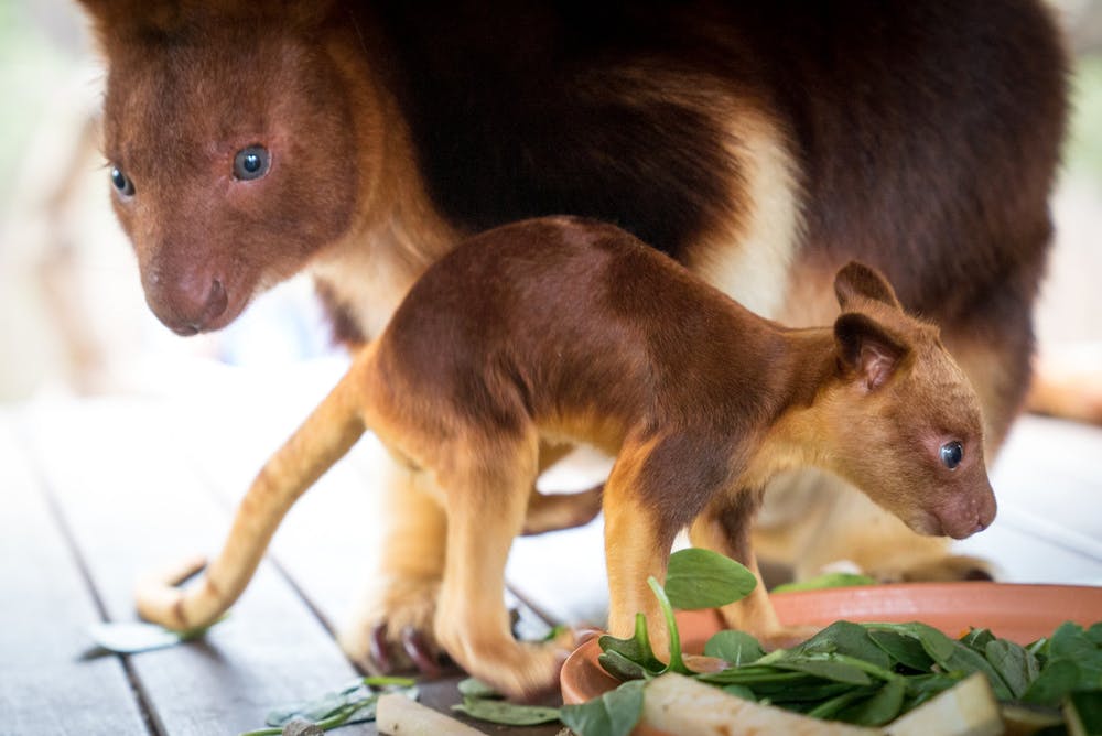 Learn the cute tree - the kangaroo, an animal you may never have heard of