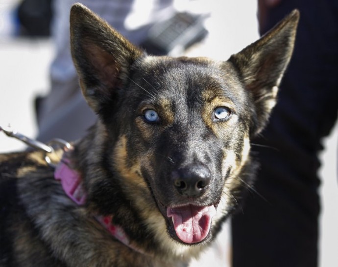 German Shepherd found alive after being lost at sea for five weeks.