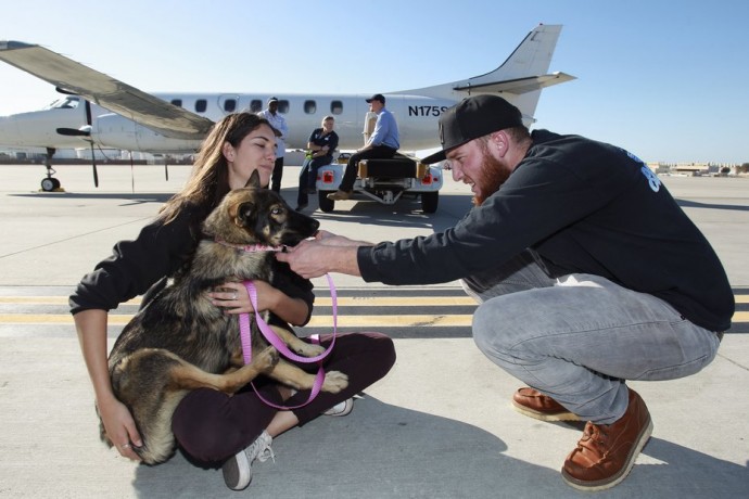 German Shepherd found alive after being lost at sea for five weeks