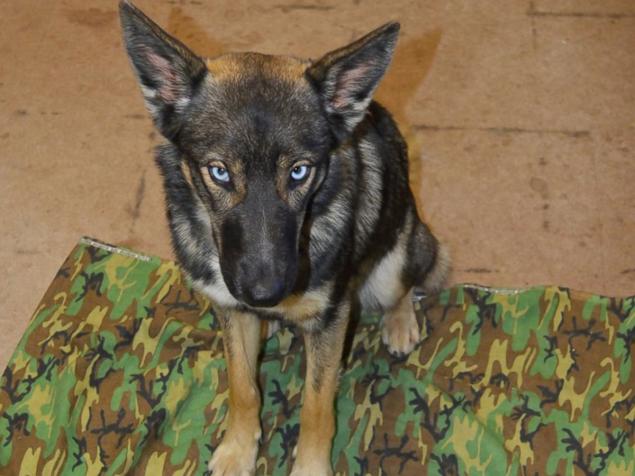 German Shepherd found alive after being lost at sea for five weeks.