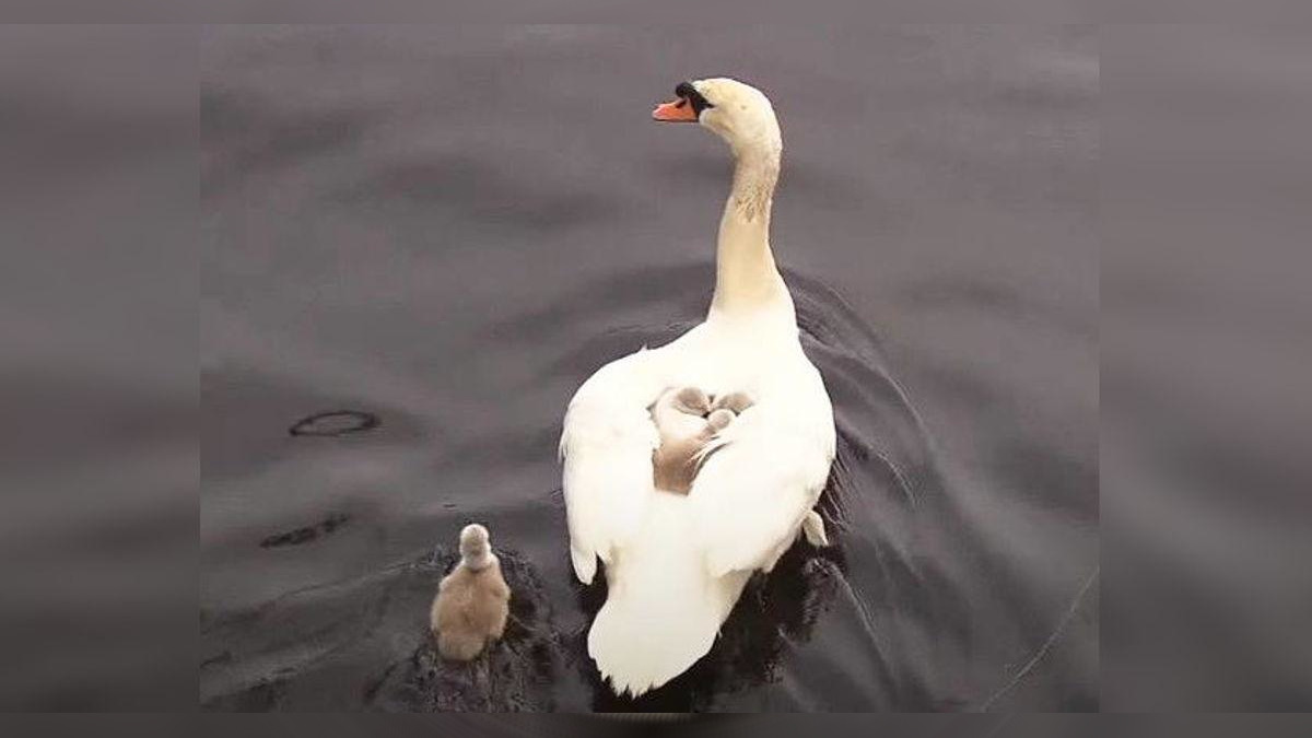 Beautiful moments of father Swan carrying six children on his back after the death of his partner