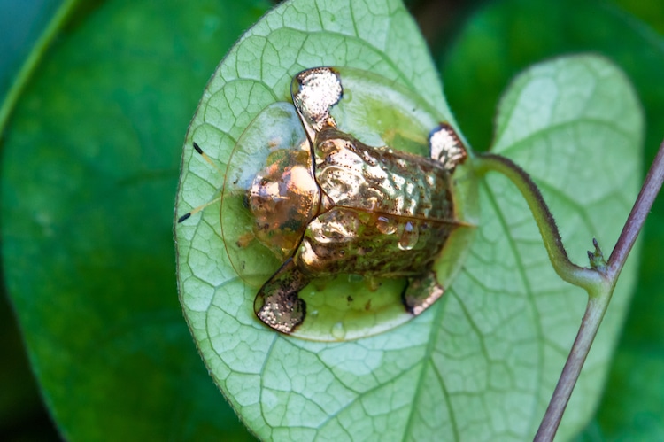 The Golden Tortoise Beetle, one of the most amazing beetles you can see.