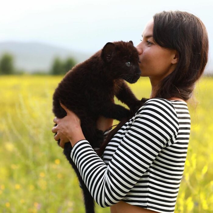 A panther rejected his child, and now he is growing up with a kind woman and her Rottweiler