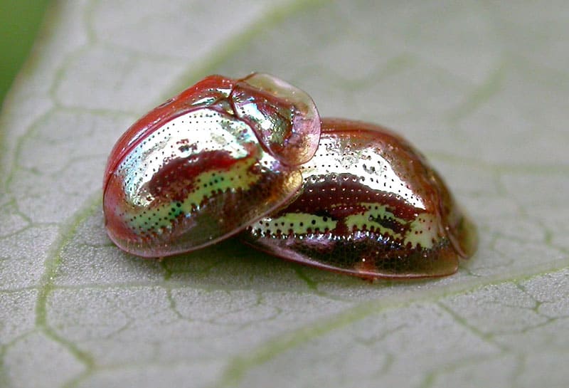 The Golden Tortoise Beetle, one of the most amazing beetles you can see.