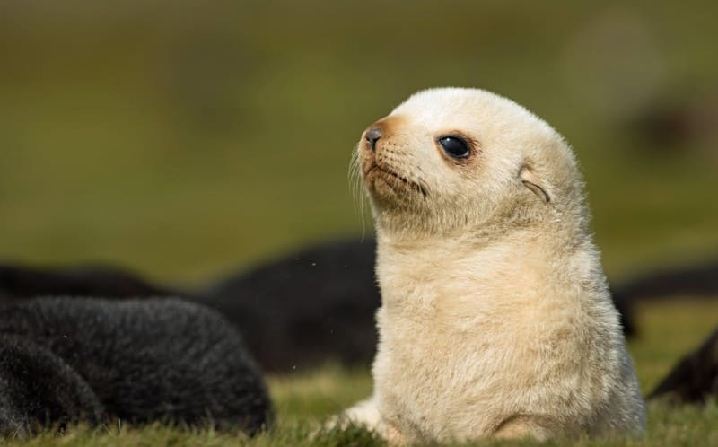 Extremely rare blonde baby seals found in the islands of South Georgia.