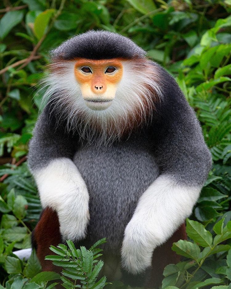 Meet the Red Shanked Dock - the most colorful Primate ever