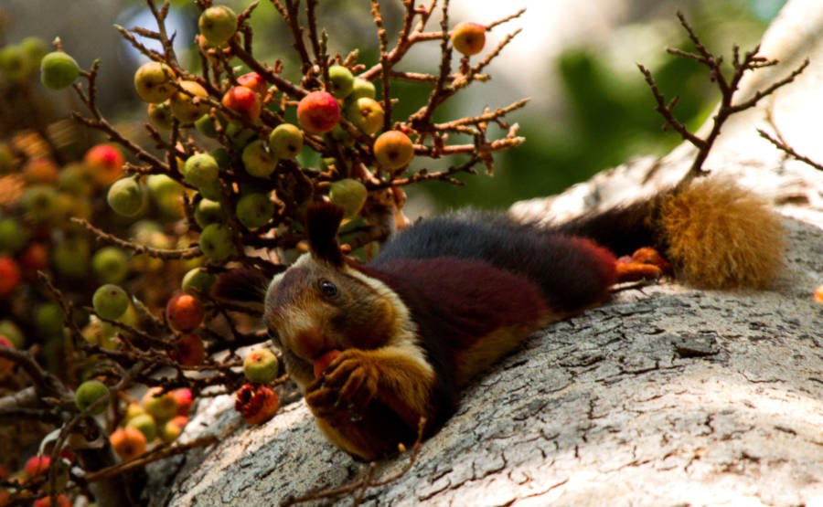 Meet the Indian giant squirrel - almost too beautiful to be real