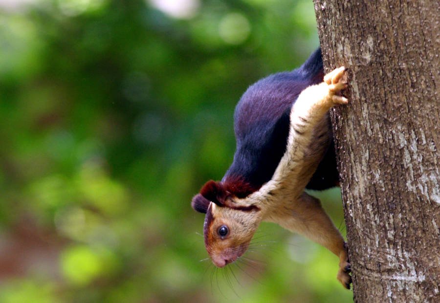 Meet the Indian giant squirrel - almost too beautiful to be real