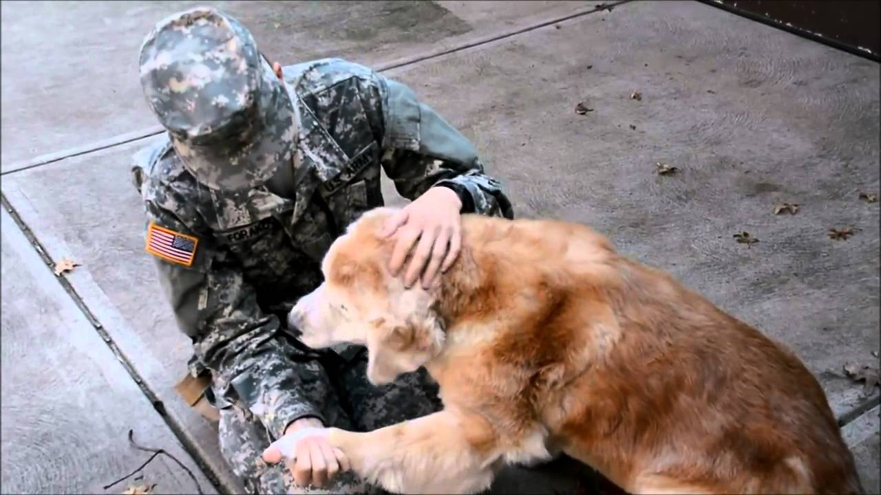 The old dog cries for joy when he sees his best friend returning from the army