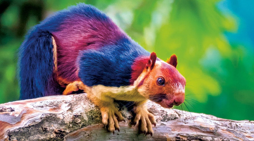 Meet the Indian giant squirrel - almost too beautiful to be real