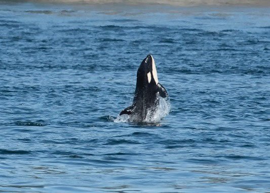 Meet J50 - "The World's Happiest Baby Orca"