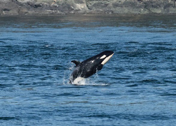 Meet J50 - "The World's Happiest Baby Orca"