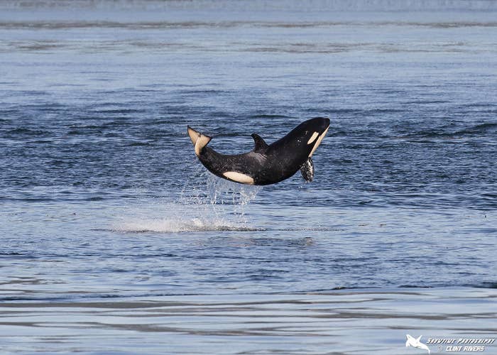 Meet J50 - "The World's Happiest Baby Orca"