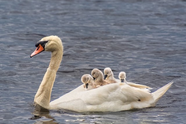 Beautiful moments of father Swan carrying six children on his back after the death of his partner