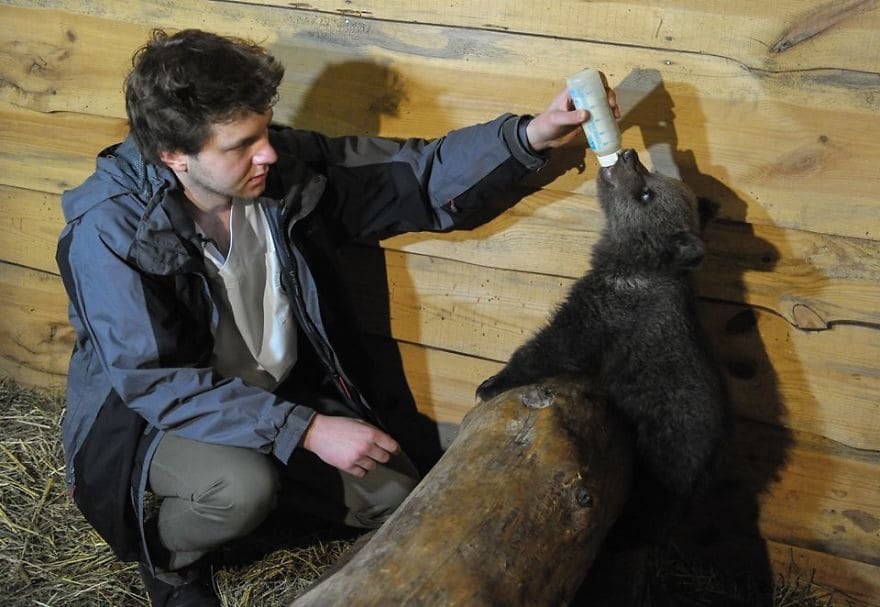 Abandoned in the wild, baby bear rescued, reared, and transported to wildlife zoo