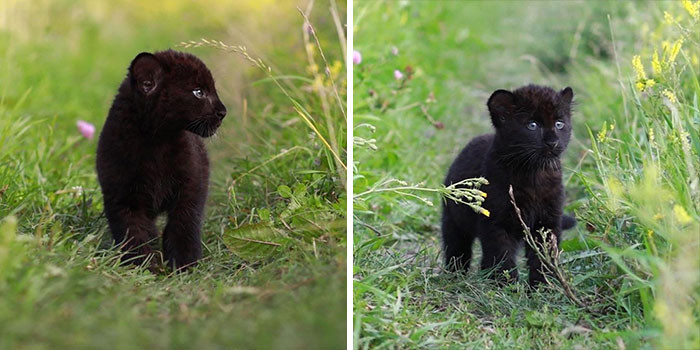 A panther rejected his child, and now he is growing up with a kind woman and her Rottweiler