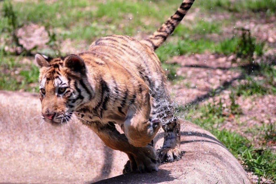 Weighing just 30 pounds, the 9-month-old cub recovered impressively after being rescued from the circus.