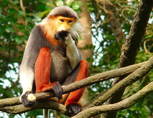 Meet the Red Shanked Dock - the most colorful Primate ever