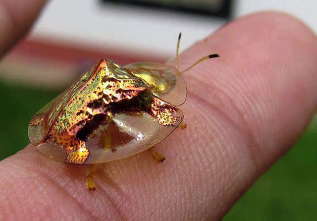 The Golden Tortoise Beetle, one of the most amazing beetles you can see.