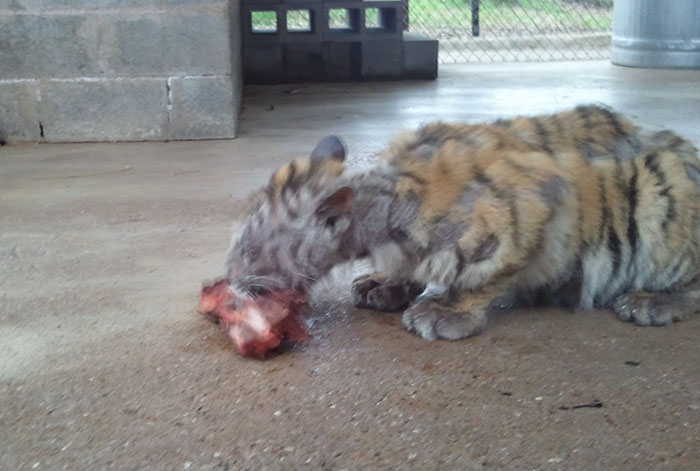 Weighing just 30 pounds, the 9-month-old cub recovered impressively after being rescued from the circus.