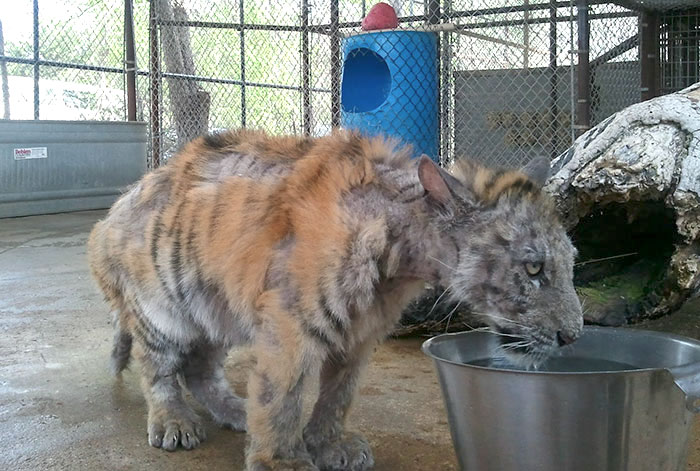 Weighing just 30 pounds, the 9-month-old cub recovered impressively after being rescued from the circus.