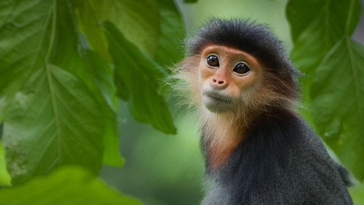 Meet the Red Shanked Dock - the most colorful Primate ever