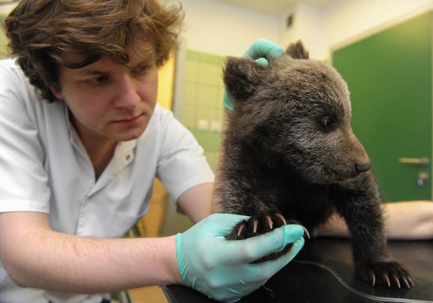 Abandoned in the wild, baby bear rescued, reared, and transported to wildlife zoo