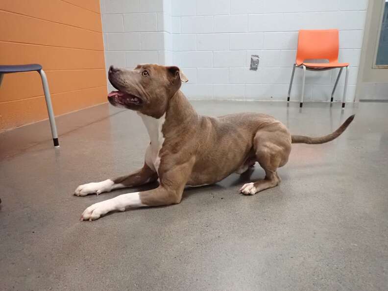 The dog can't believe he's reunited with his owner after 200 long days.