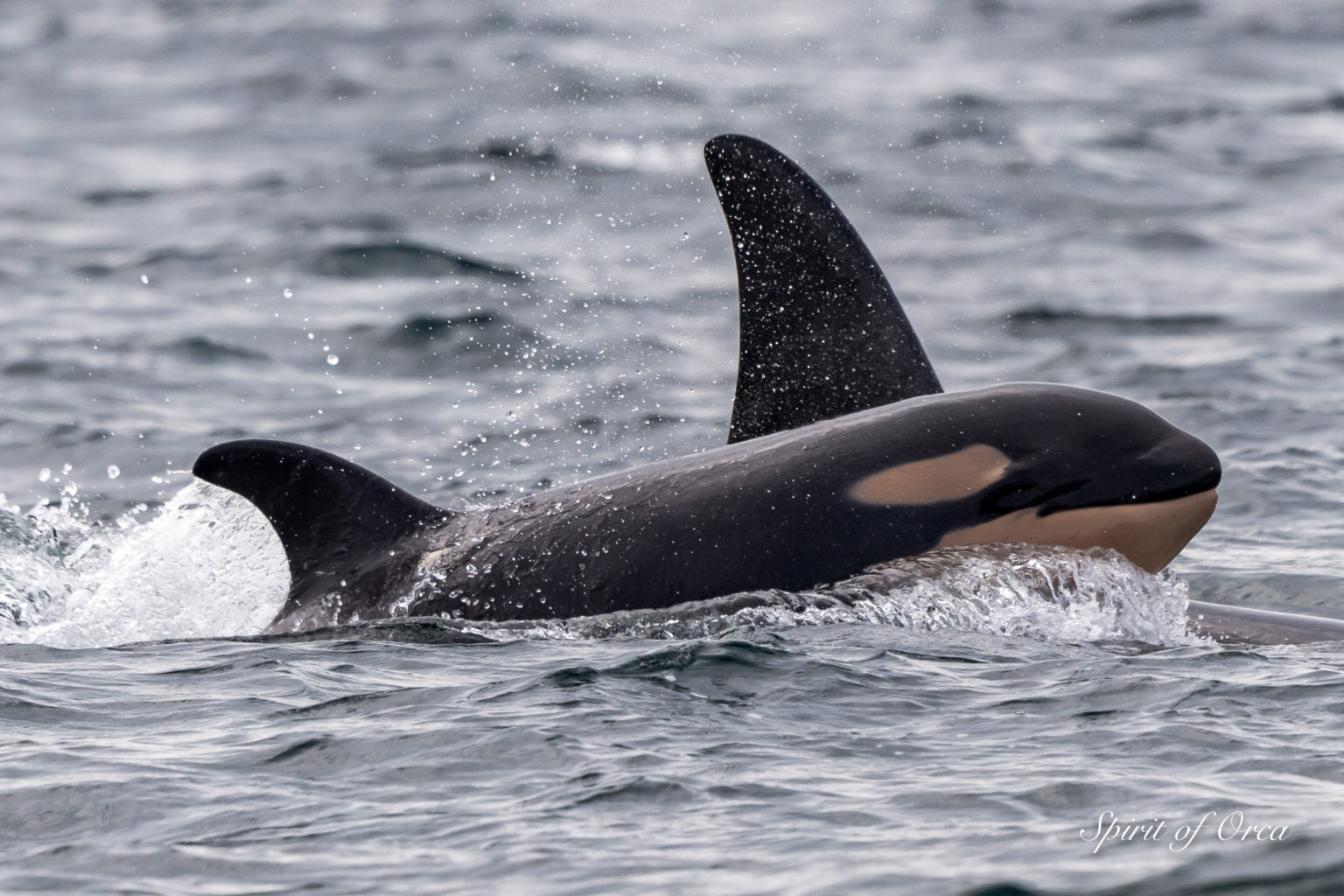 Meet J50 - "The World's Happiest Baby Orca"